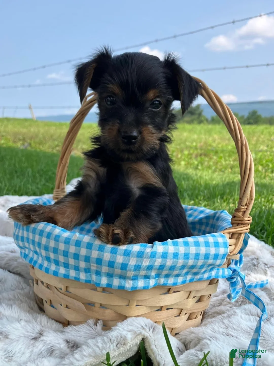 Yorkshire Terrier dogs for sale: Heath - Ad 2
