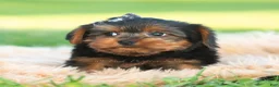 Yorkshire Terrier dogs for sale: Rowan - Ad 6
