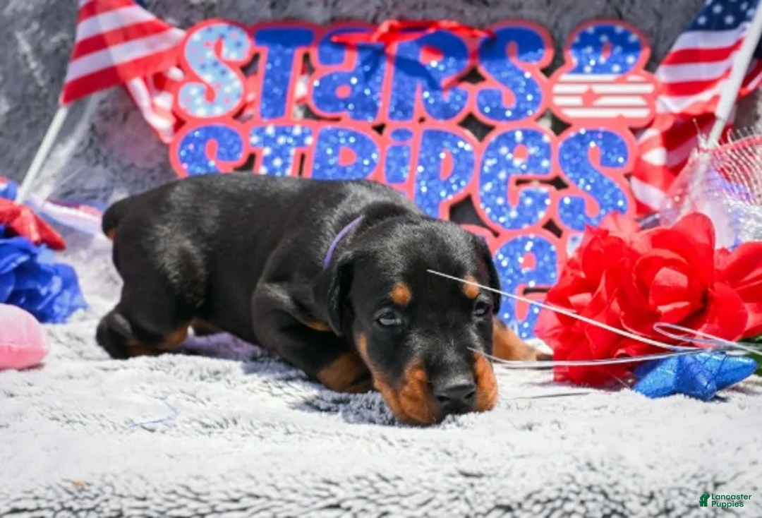 Doberman Pinscher dogs for sale: Girl 1 - Ad 2