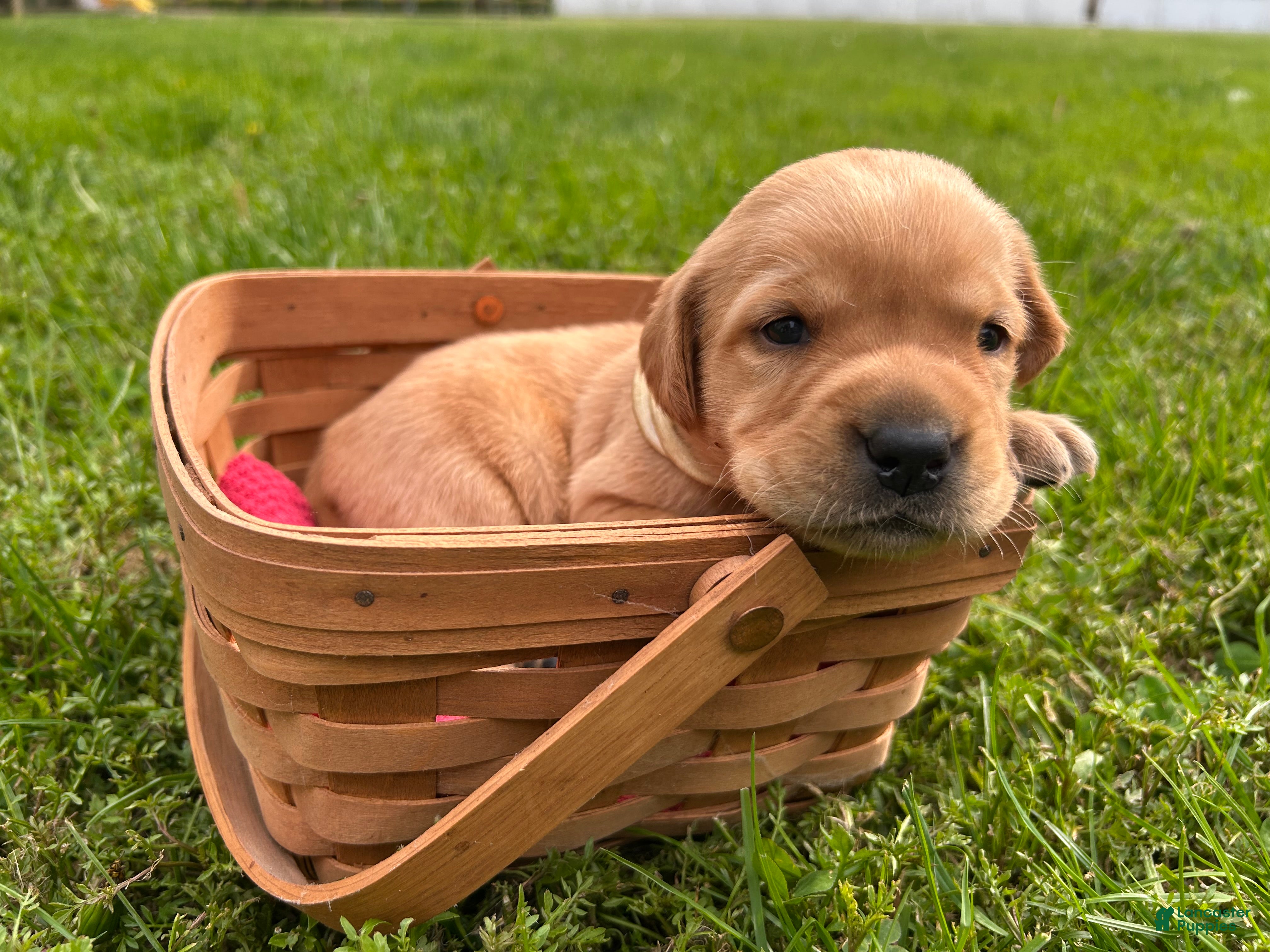 Labrador Retriever dogs for sale: Phyllis Phillie- White - Ad 4