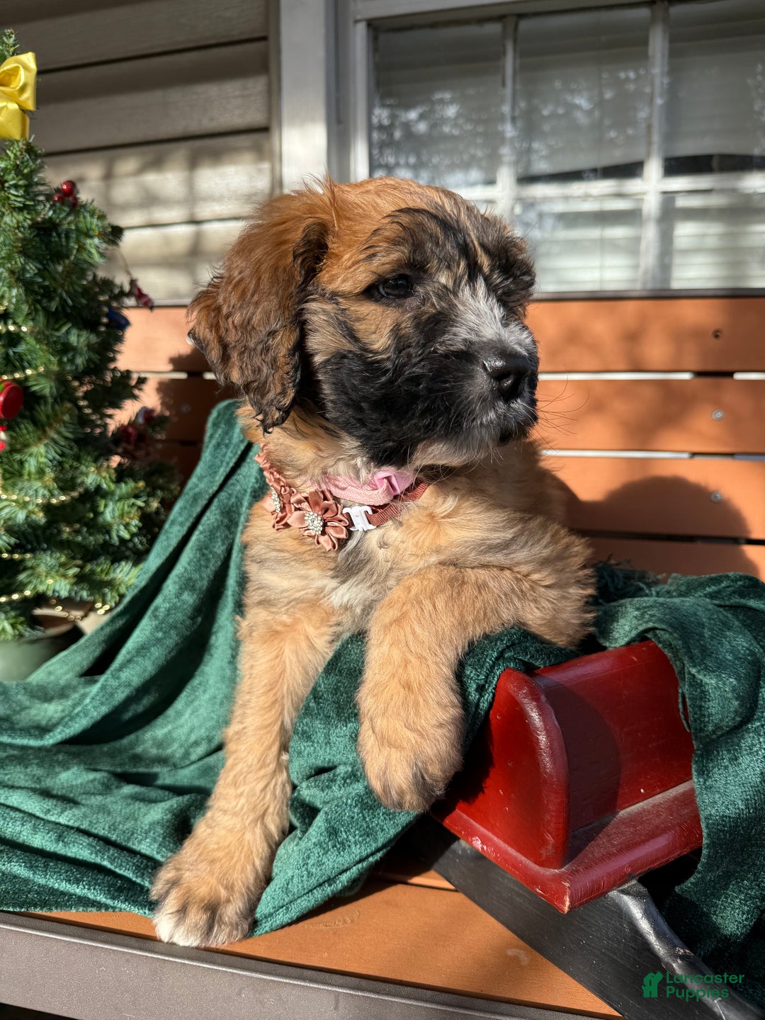 Mixed Breed dogs for sale: Opal - Ad 3