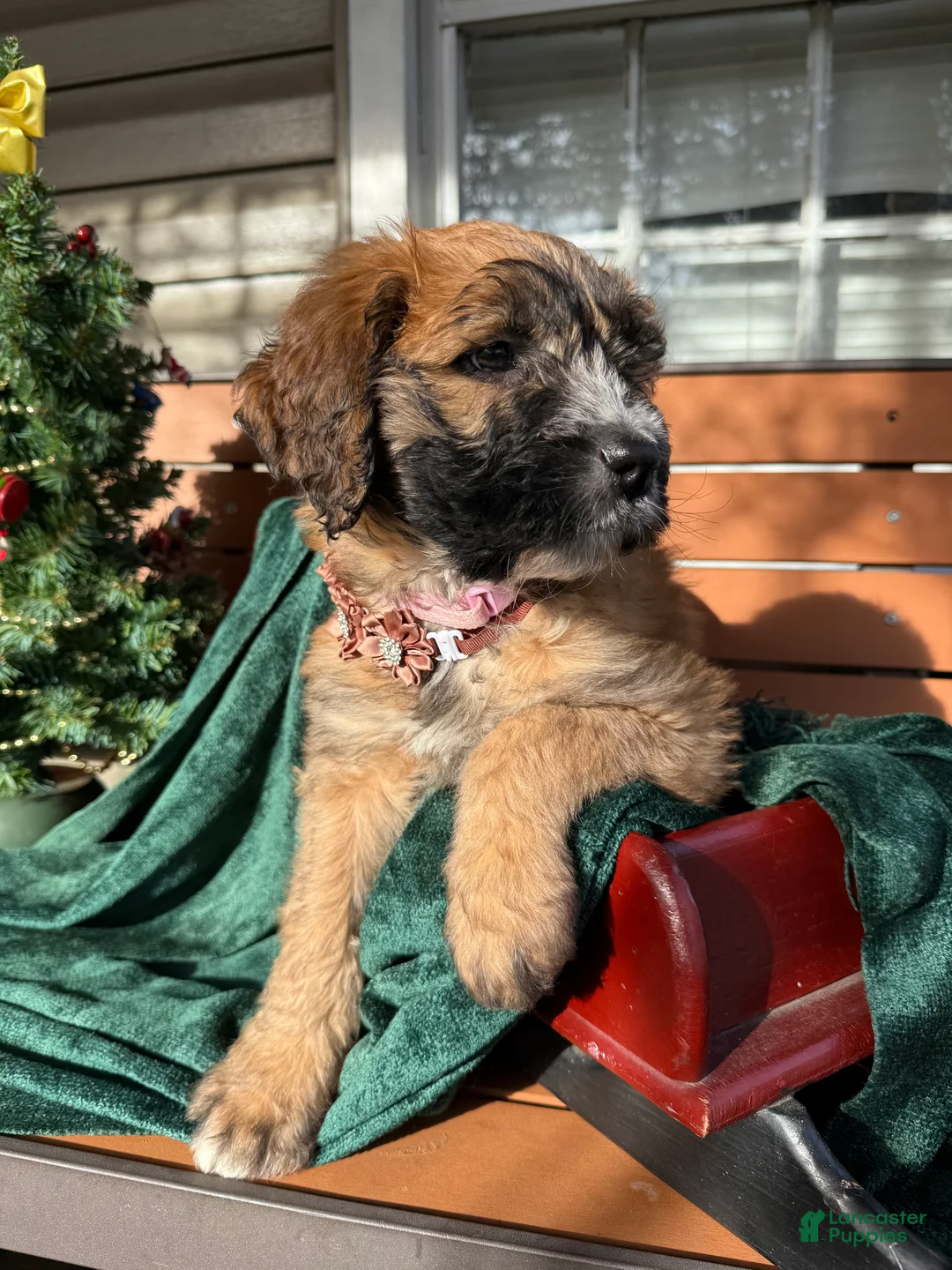 Mixed Breed dogs for sale: Opal - Ad 4