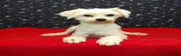 Maltese dogs for sale: Ceal - Ad 1