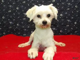Maltese dogs Ceal - Ad 35