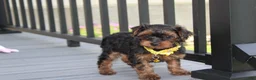 Yorkiepoo dogs for sale: Evelyn  - Ad 1
