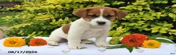 Mixed Breed dogs for sale: Diesel - Ad 5