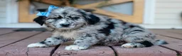 Mixed Breed dogs for sale: Cleo Golden Retriever/Jug Puppy - Ad 3