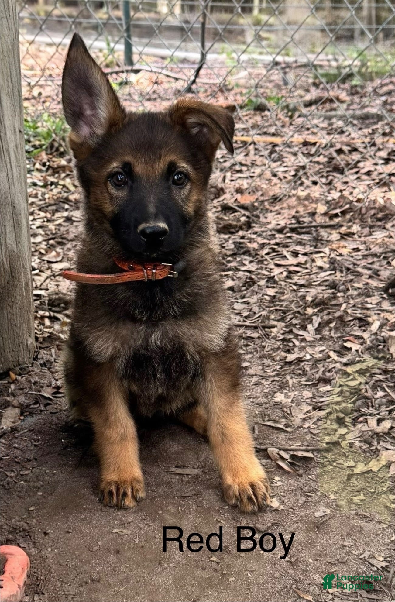 German Shepherd dogs Red Boy German Shepherd 2 - Ad 1