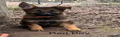 Red Boy German Shepherd 2