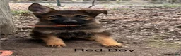 German Shepherd dogs for sale: Red Boy German Shepherd 2 - Ad 1