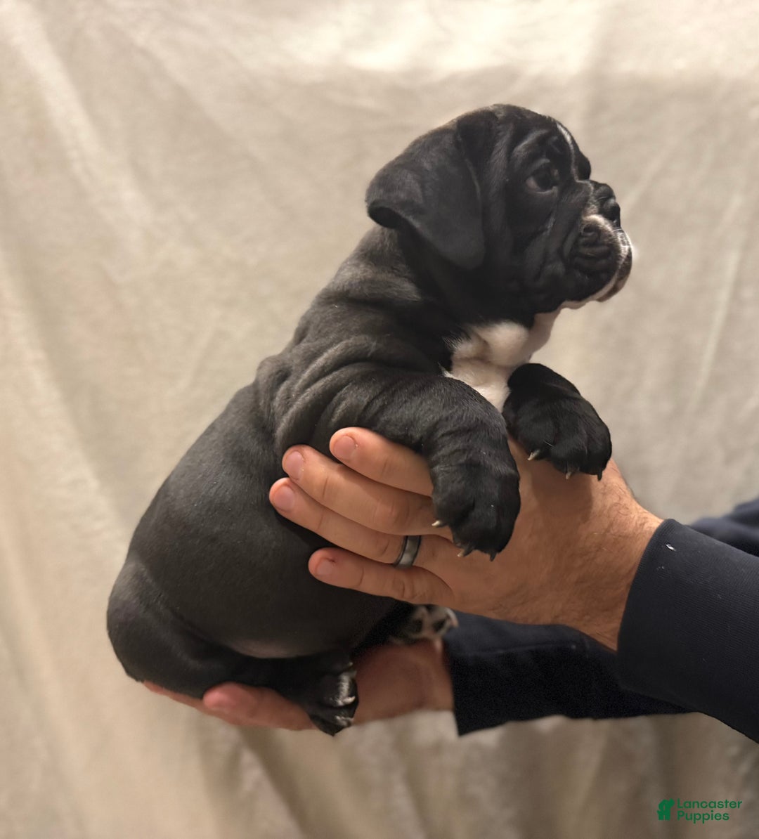 English Bulldog dogs for sale: Charlie - Ad 2