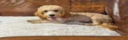 Cavapoo dogs for sale: Teddy  - Ad 5