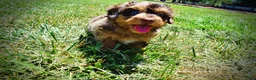 Havapoo dogs for sale: Ironman - Ad 16