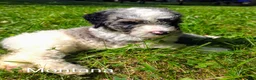 Mini Bernedoodle dogs for sale: Montana - Ad 6