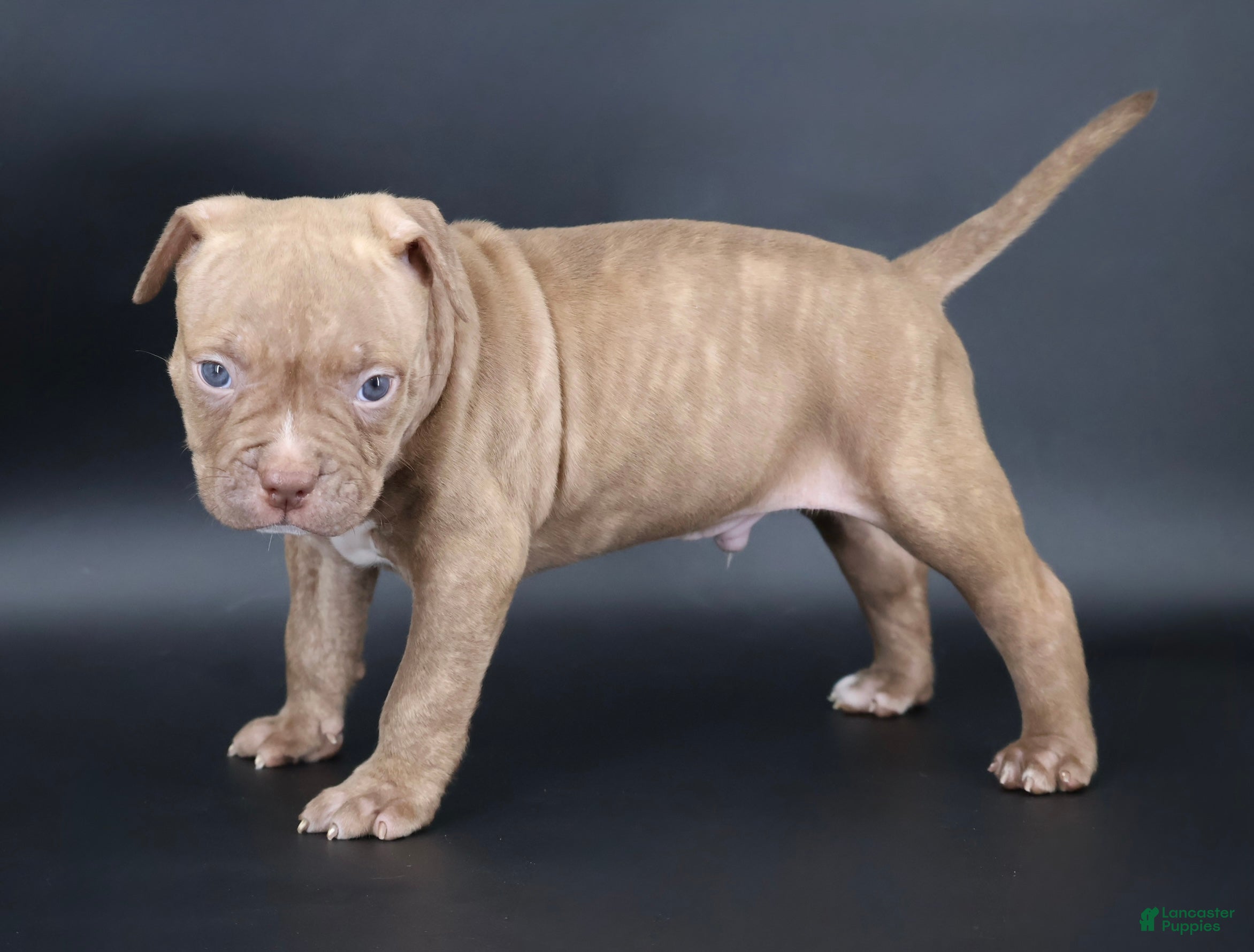 American Bully dogs Ramses - XL - ABKC - Ad 1