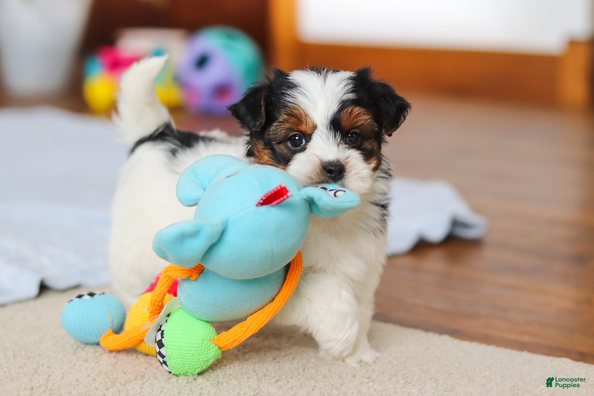 Yorkiepoo dogs Blake - Ad 1