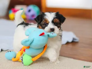 Yorkiepoo dogs for sale: Blake - Ad 2