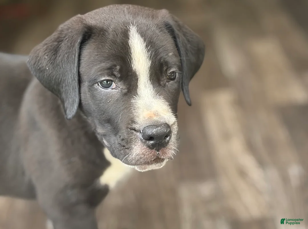 Cane Corso dogs for sale: Cane Corso 2 - Ad 1