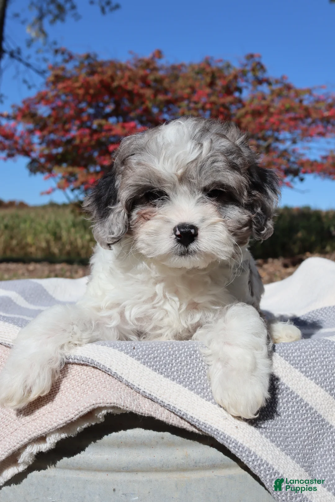 Cavapoo dogs for sale: Clove - Ad 7