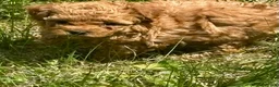 Toy Poodle dogs for sale: Toy Poodle Puppy 1 - Ad 2