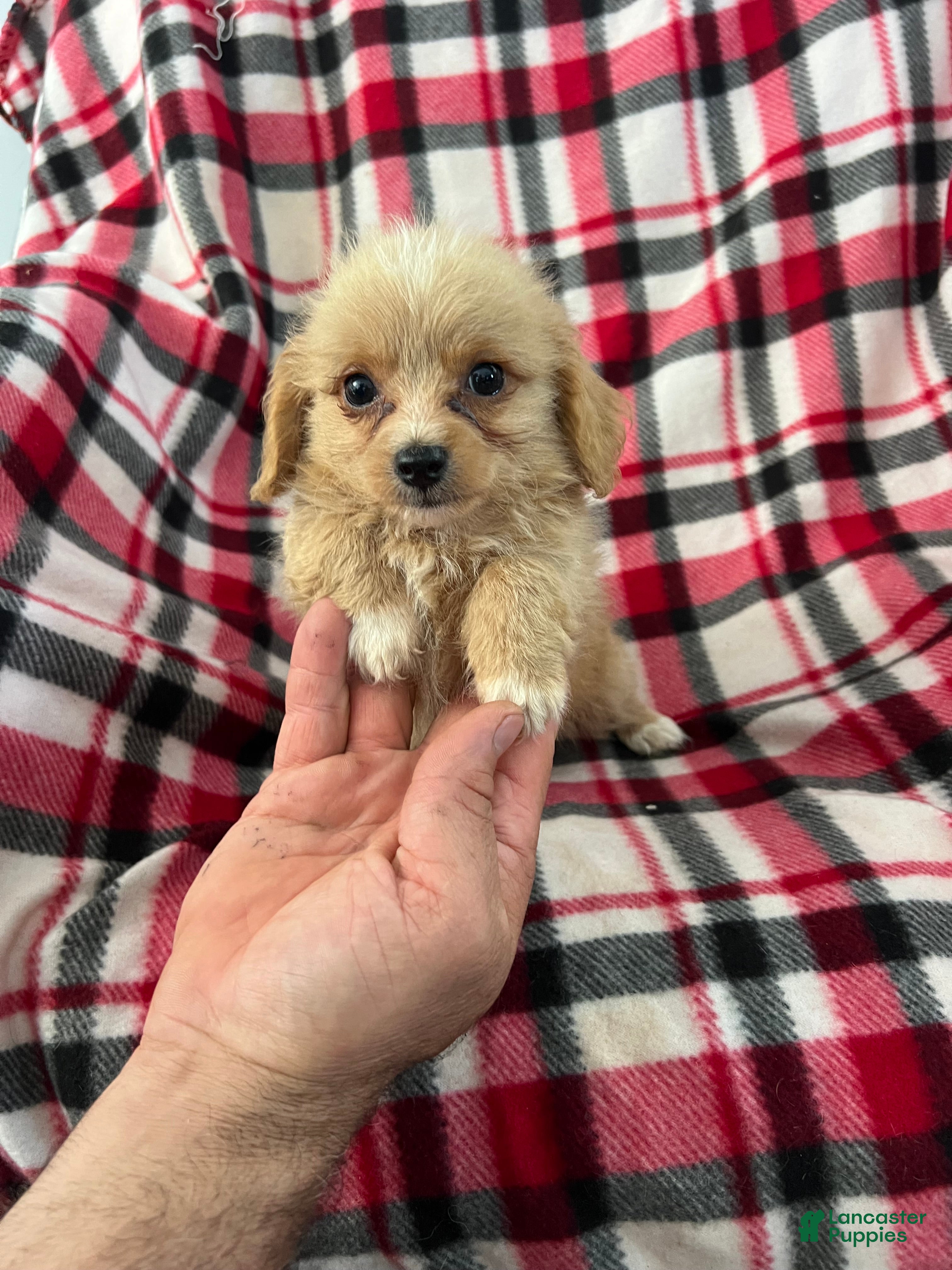 Shihpoo dogs Kevin Boy-Shihpoo 2 - Ad 2