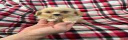 Shihpoo dogs for sale: Kevin Boy-Shihpoo 2 - Ad 2