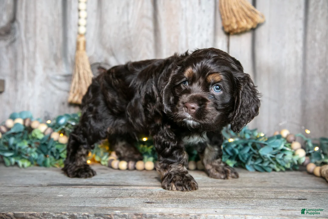 Cocker Spaniel dogs for sale: Cash - Ad 3