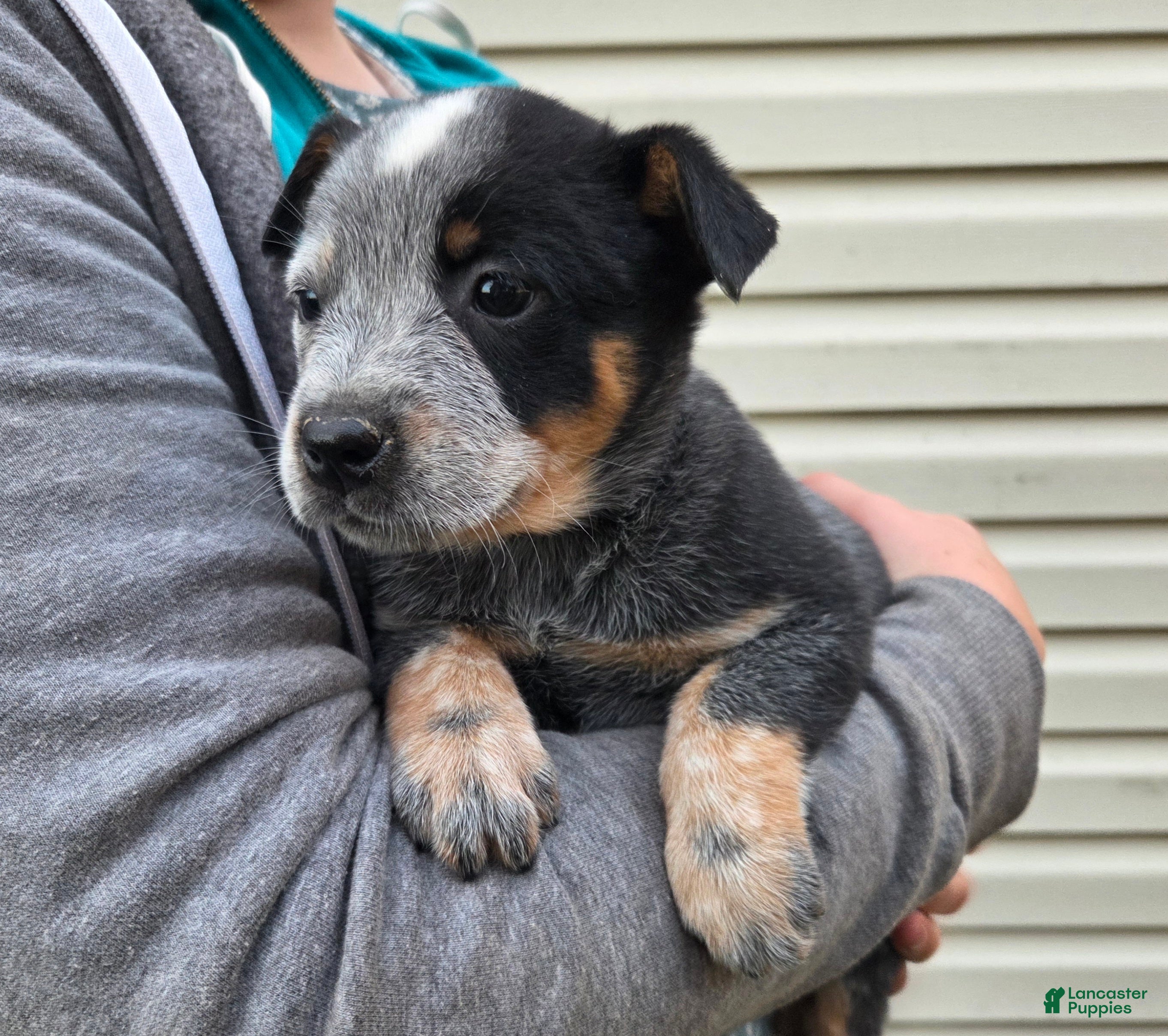 Australian Cattle Dog dogs Josie - Ad 1