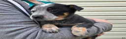 Australian Cattle Dog dogs for sale: Josie - Ad 1