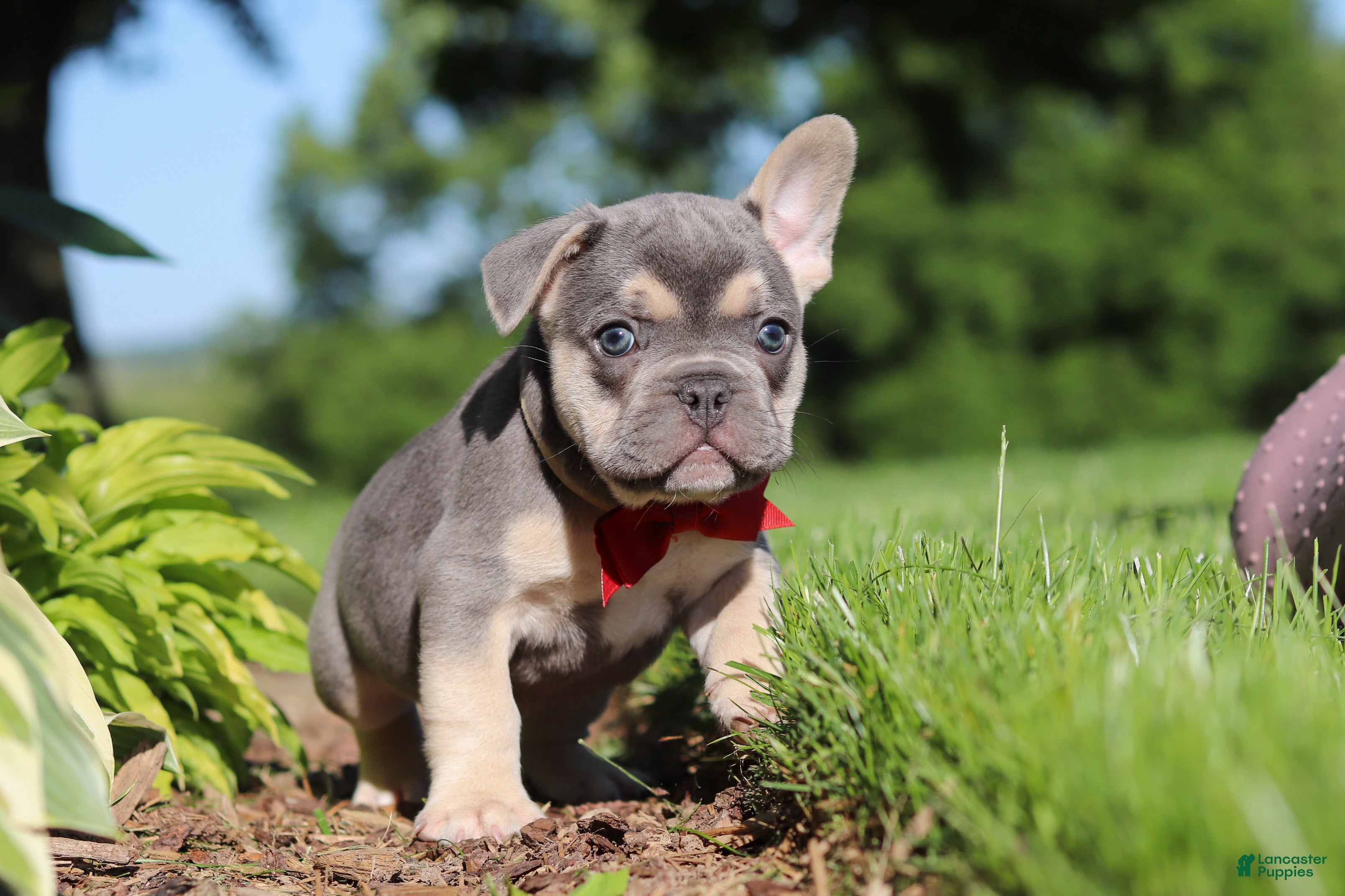 French Bulldog dogs for sale: Parker - Ad 5