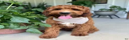 Irish Doodle dogs for sale: Harrison - Ad 10
