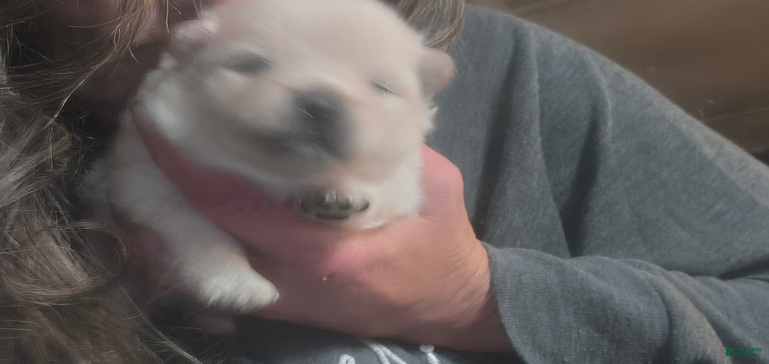 Gallery Image {{count}}