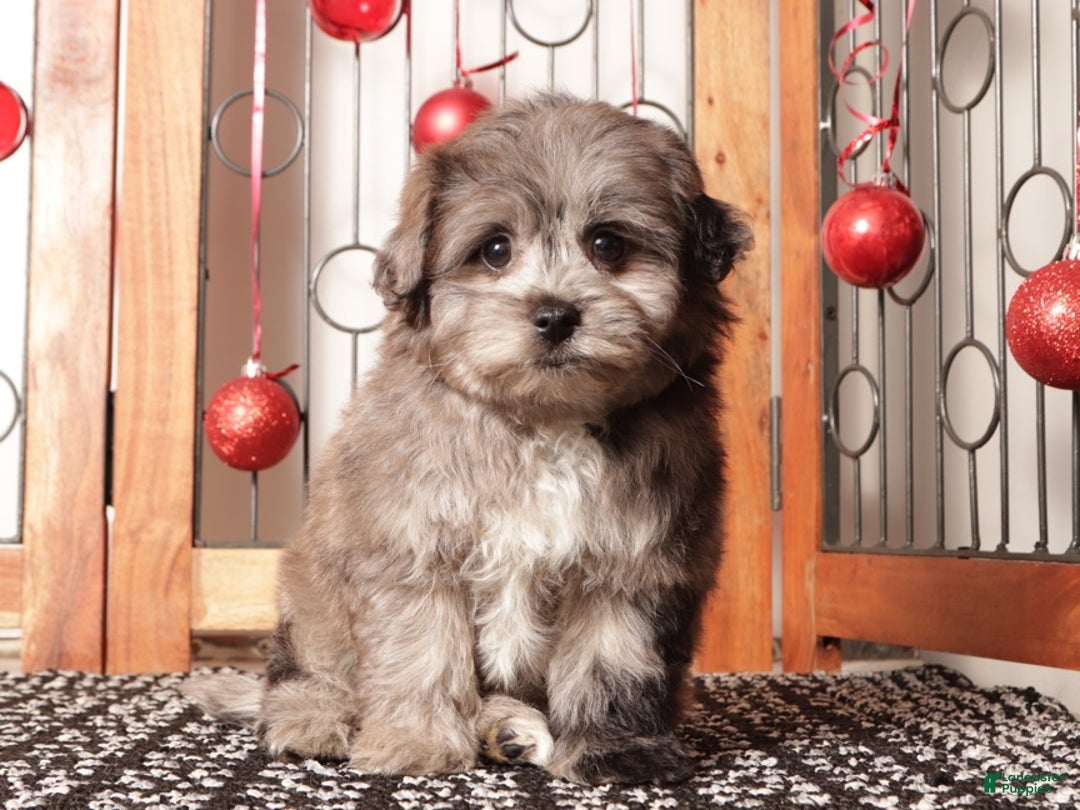 Pomapoo dogs for sale: Violet - Ad 3