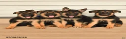 German Shepherd dogs for sale: Scarlet - Ad 5