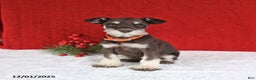 Miniature Schnauzer dogs for sale: Biscuit - Ad 4
