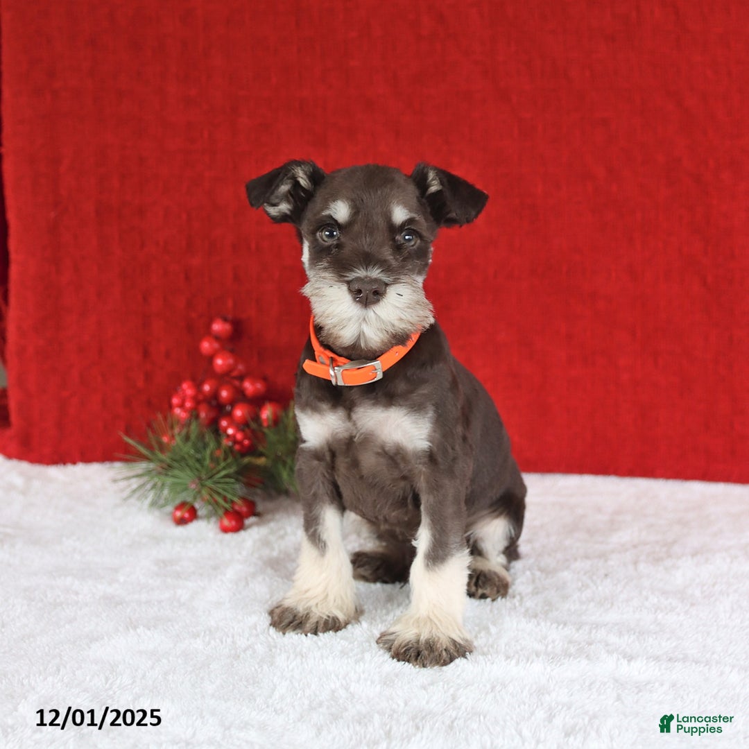 Miniature Schnauzer dogs for sale: Biscuit - Ad 4