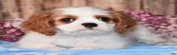 Cavalier King Charles Spaniel dogs for sale: Dexter - Ad 4