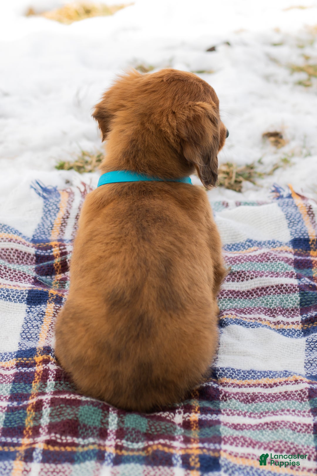 Miniature Dachshund dogs for sale: Leo - Ad 6