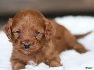 Cavapoo dogs Murphy - Ad 17