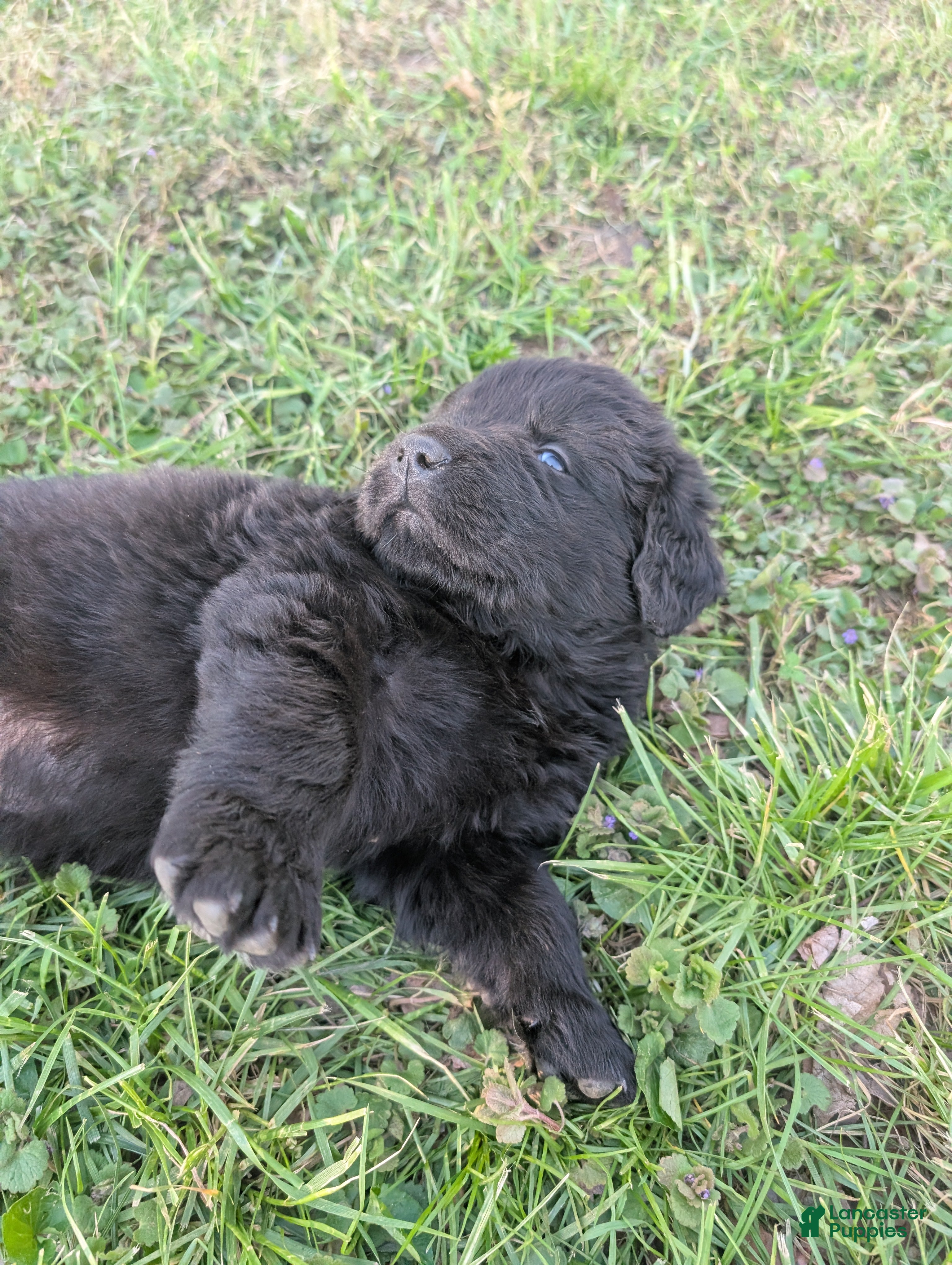 Newfoundland dogs Hayden - Ad 16
