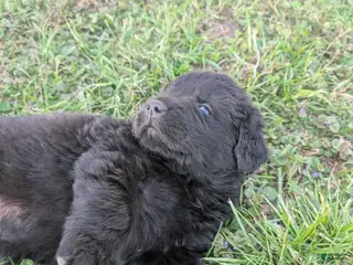Newfoundland dogs Hayden - Ad 16