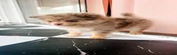 Pomeranian dogs for sale: Fallon  - Ad 3