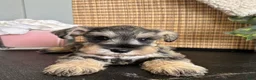 Miniature Schnauzer dogs for sale: Molly - Ad 4