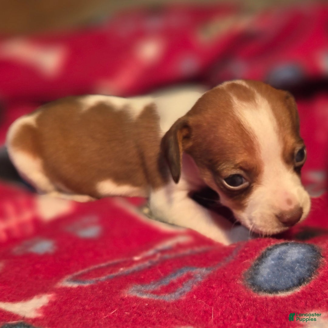 Beagle dogs for sale: Rory Queen Elizabeth Pocket Beagle - Ad 9