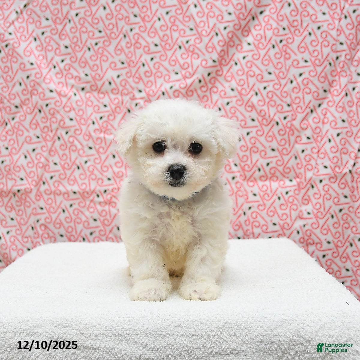 Bichon Frise dogs Prince   - Ad 14