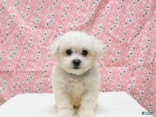 Bichon Frise dogs Prince - Ad 14