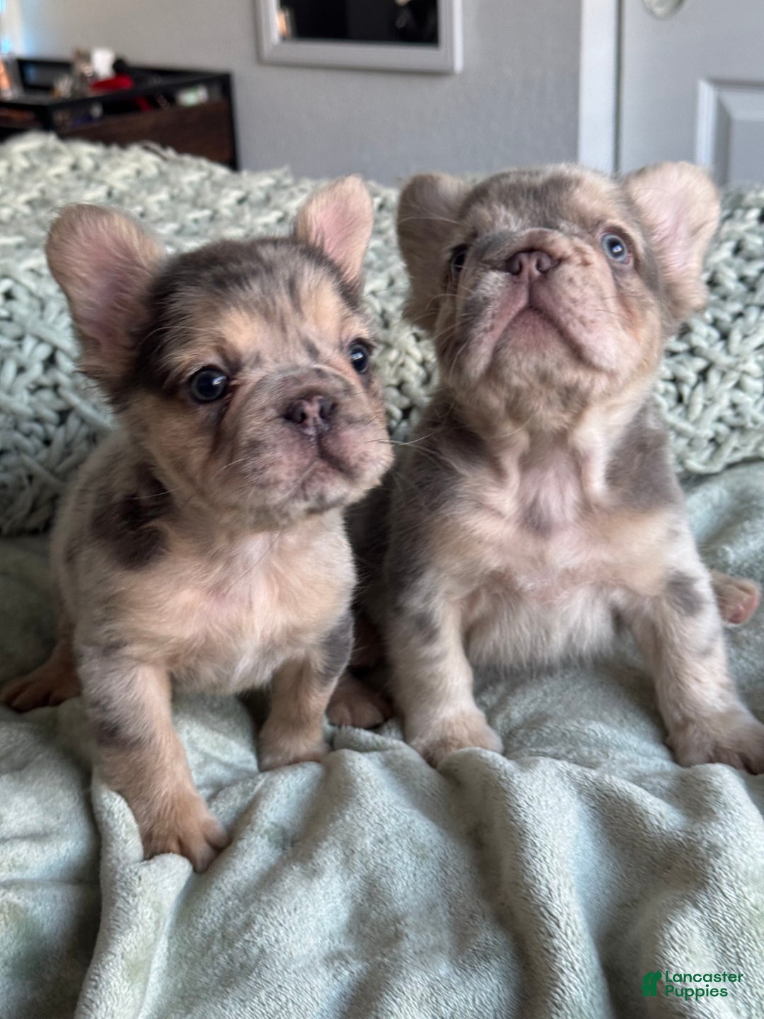 French Bulldog dogs for sale: Lilac tan fluffy french bulldog  - Ad 12
