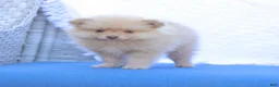 Pomeranian dogs for sale: Alex - Ad 3