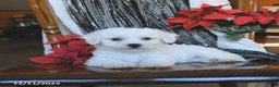 Bichon Frise dogs for sale: Diamond - Ad 5