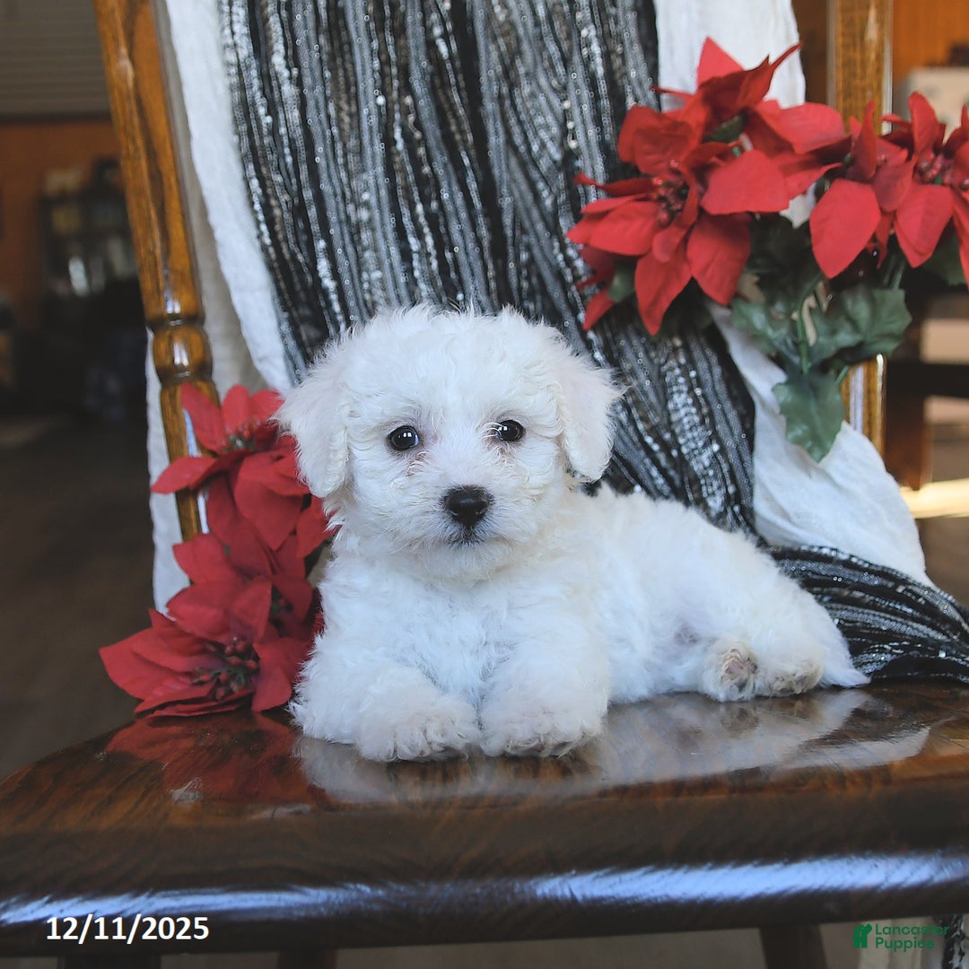 Bichon Frise dogs for sale: Diamond - Ad 5